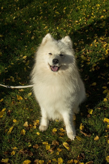 COUNT ROACH :: sports samoyed kennels